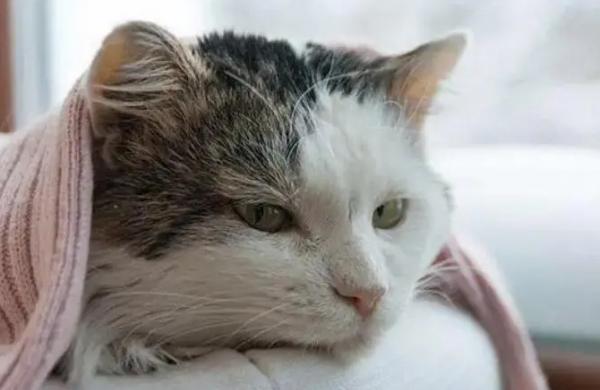 猫咪孕吐视频-图1