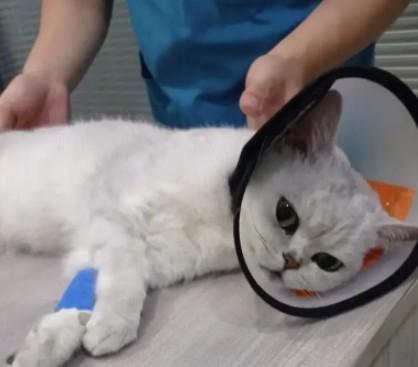 猫咪糖尿病怎么治疗最有效-图1