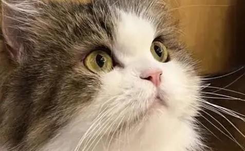 猫能带上高铁或者火车吗-图1
