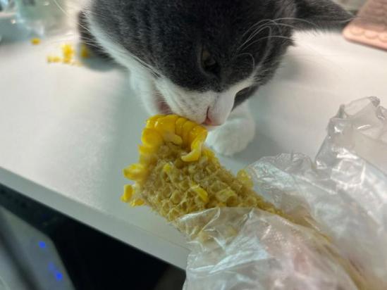 猫能吃玉米吗蒸熟的-图1