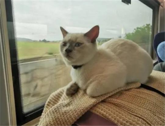 猫能上高铁吗？带猫咪出行的高铁规定-1