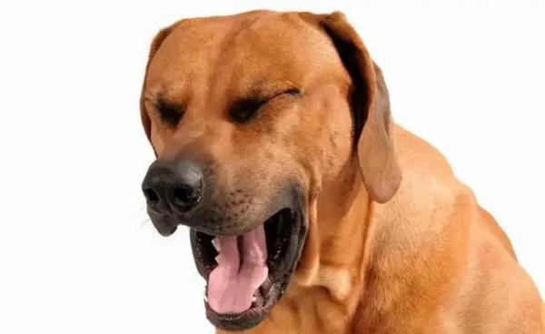 狗狗咔咔咳嗽声然后干呕