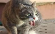 猫咪吐出像鼻涕一样的东西-图1