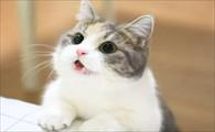 猫咪吐黄色液体是怎么回事-图1