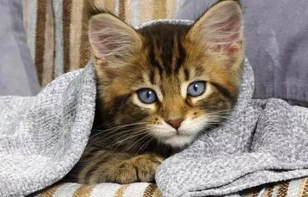 猫咪为什么会踩奶