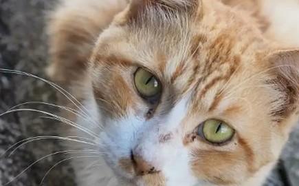猫咪腿突然一瘸一拐的-图1