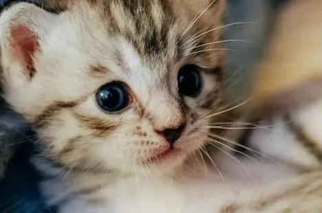 猫咪腿骨折了能否自愈-图1