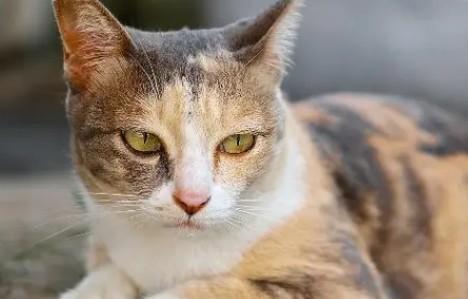 猫咪尾巴有一段像骨折一样-图1