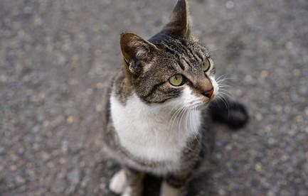 猫咪为什么爱啃塑料拖鞋-图1