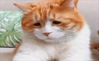 猫咪吐白沫但精神正常-图1