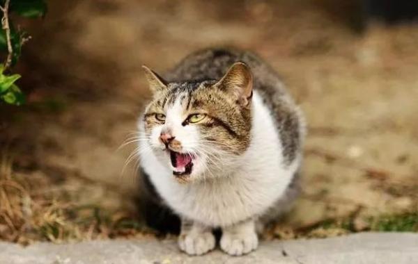 猫咪突然很兴奋到处跑-图1