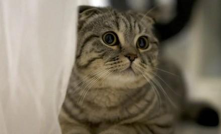 猫咪突然不活跃总是睡-图1