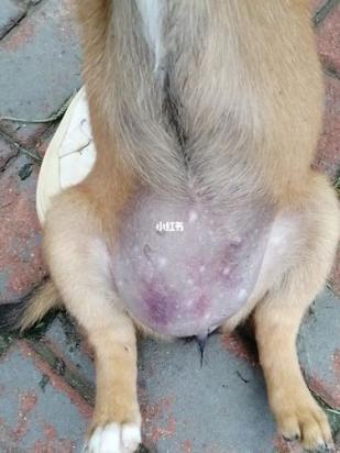 狗狗疝气包揉一揉自愈