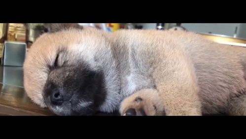 狗狗睡觉磨牙吧唧嘴-图1