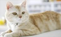 猫咪突然就不吃东西了而且没精神