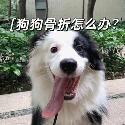 狗狗腿断了没钱治怎么办-图1