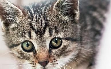 猫咪突然呕吐白色泡沫