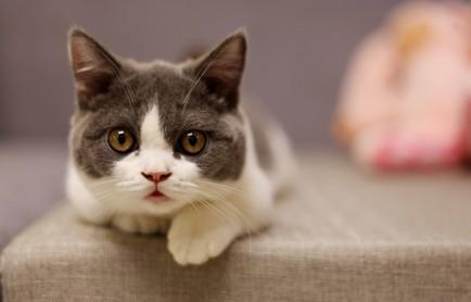 猫咪突然抗拒主人抱