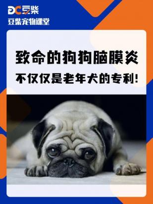 狗狗为什么会得脑炎-图1