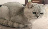 猫咪吐了没消化的猫粮-图1