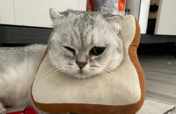 猫咪突然单只眼睛发炎怎么办-图1