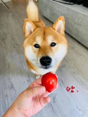 狗狗能吃圣女果吗？