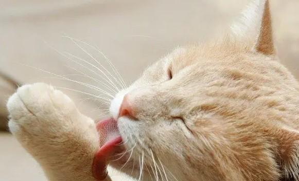 猫咪突然到处舔东西-图1