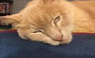 猫咪吐出一团像泥一样的东西-图1