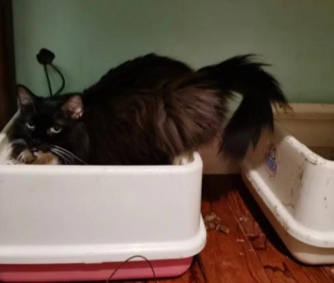 猫偶尔拉一粒屎在外面-图1