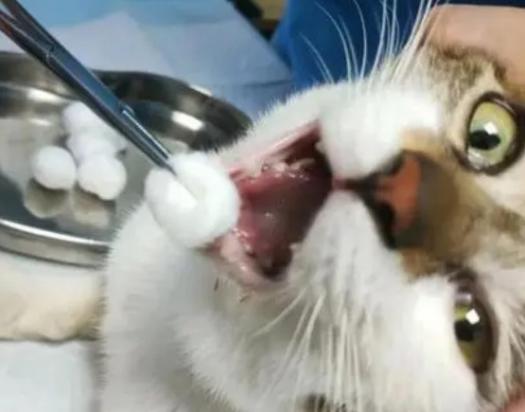 猫全口拔牙花了5000-图1