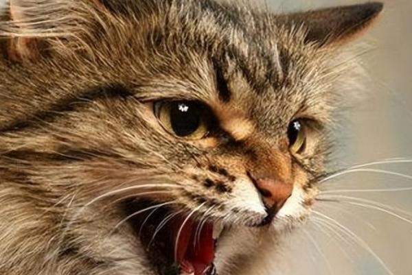 猫求救的叫声音频-图1