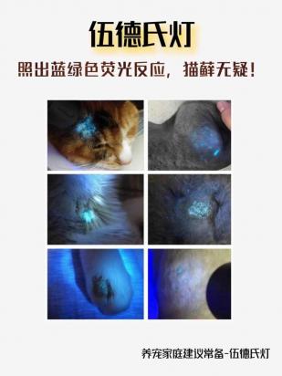 猫皮肤病鉴别图片-图1