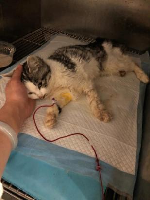 猫身上有腥味是什么原因