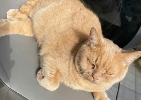 猫晒完太阳后死了-图1