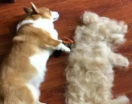 狗狗换毛期是什么时候-图1
