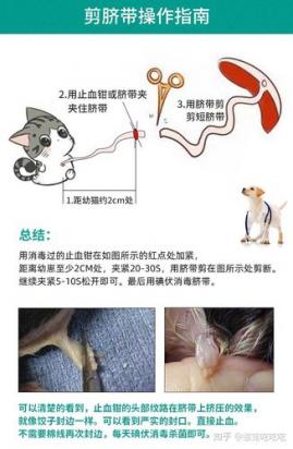 猫生小猫怎么接生视频-图1