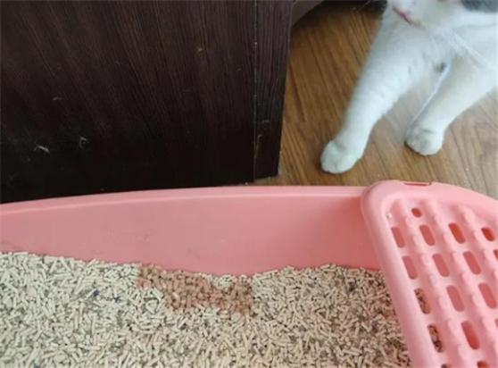 猫尿粉红色但是精神好-图1