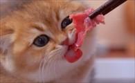 猫能吃生肉吗-图1