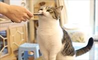 猫能吃生蚝吗-图1
