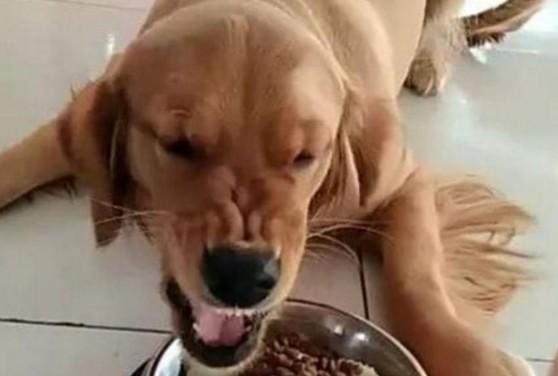 狗狗护食越打越凶怎么办-图1