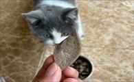 猫能吃猪肝儿吗-图1