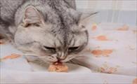 猫能吃奶油吗