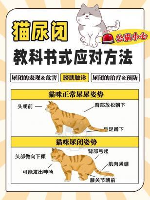 猫尿床屡教不改怎么办-图1