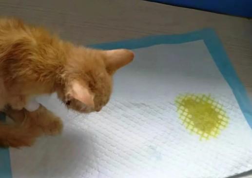 猫尿很黄是什么症状-图1