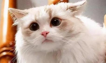 猫尿闭自愈方法小妙招-图1