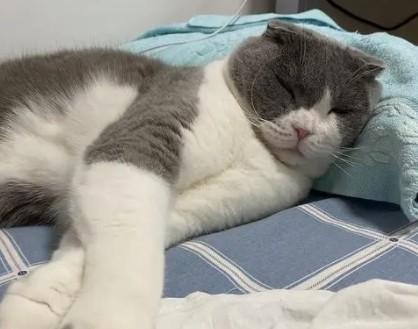 猫尿床上怎么去除异味-图1