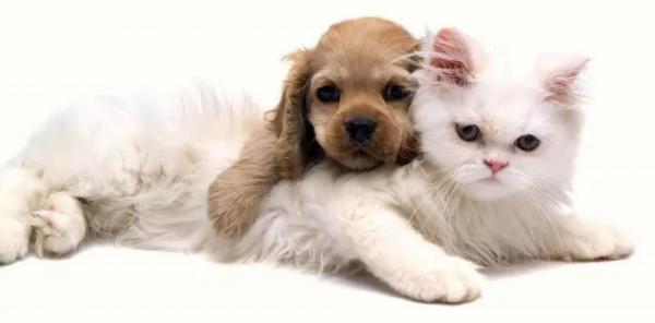 猫喜欢狗吗-图1
