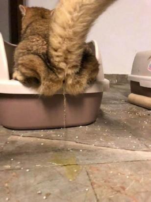 猫尿味突然变得很刺鼻-图1