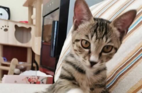 猫尿失禁的原因有哪些？
