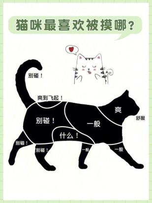 猫咪感知能力能否洞察主人害羞行为？-1